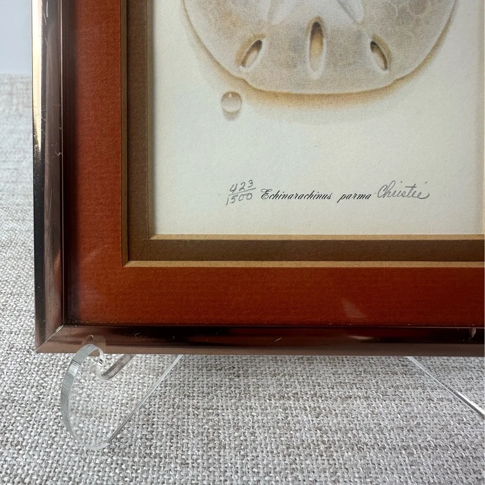 Vintage Framed Sand Dollar Signed Numbered Print Echinarachnius Parma Coastal